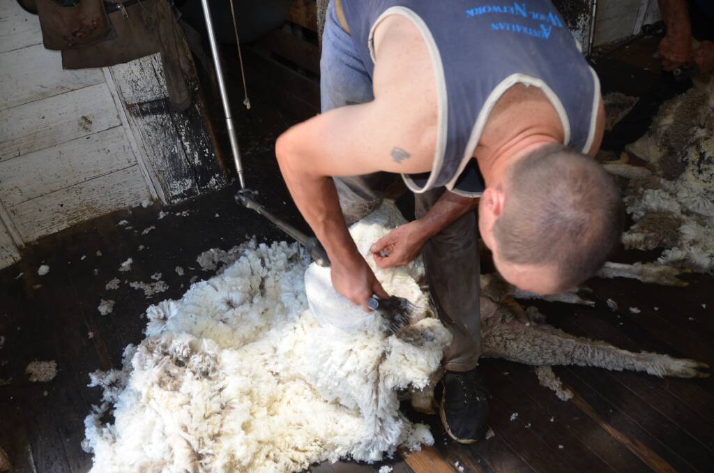 HARD DAY'S WORK: Micheal Macgee shears a merino sheep in Tarana. Picture: PHOEBE MOLONEY. 