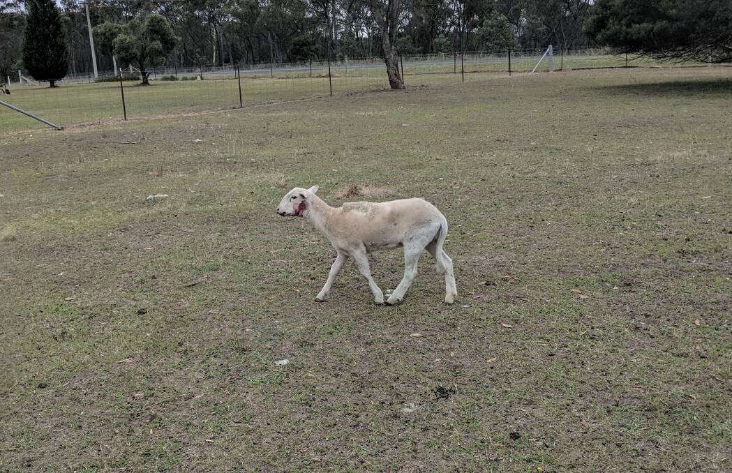 INJURED: One of the sheep injured in a dog attack last week. Picture: SUPPLIED. 