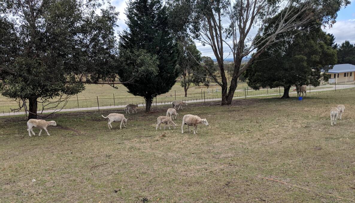 FLOCK: The Colemans' flock that was attacked by pet dogs. Picture: SUPPLIED. 