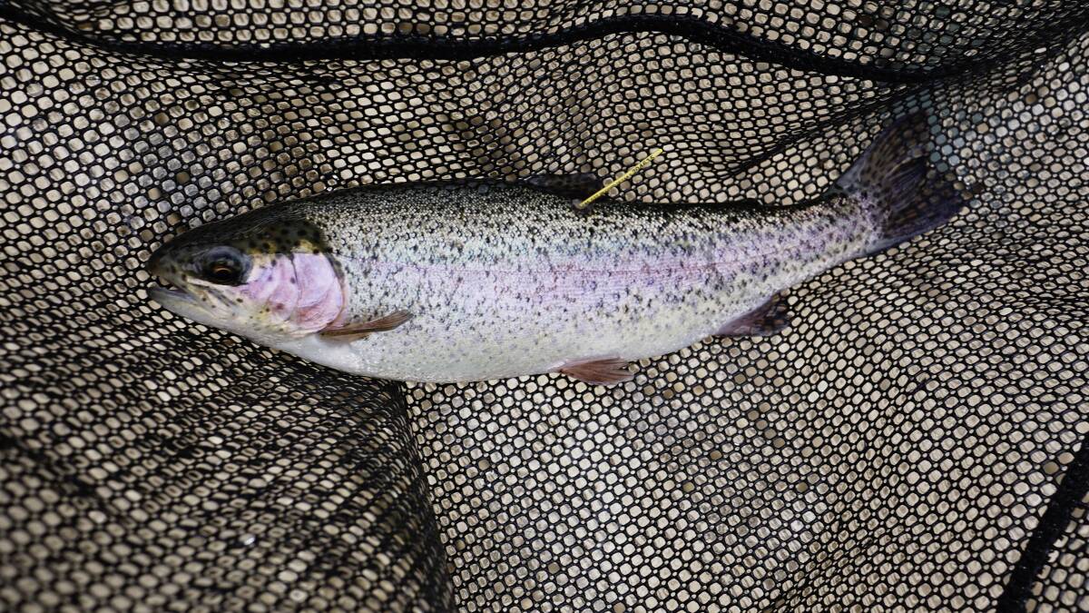 Rainbow trout. Image supplied. 