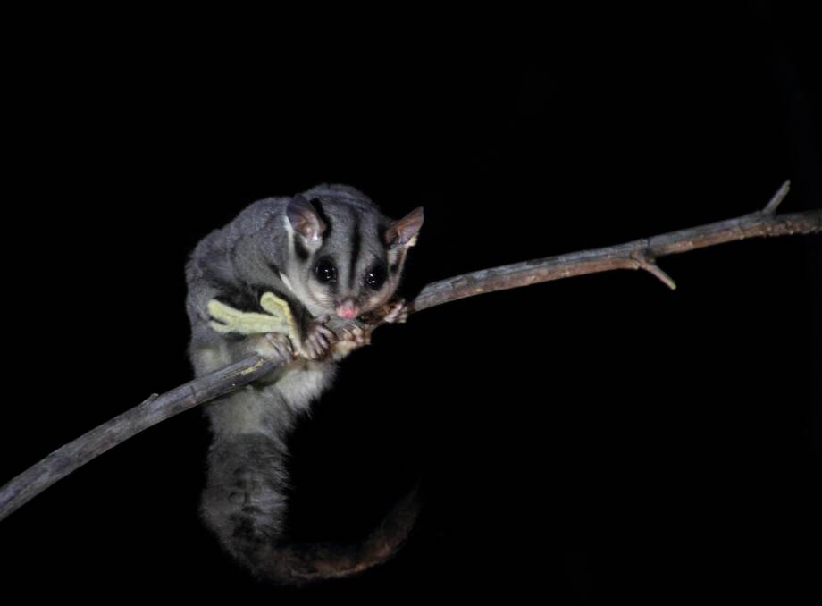 A sugar glider captured on film using a night-time camera. Picture: MATTHEW BAKER