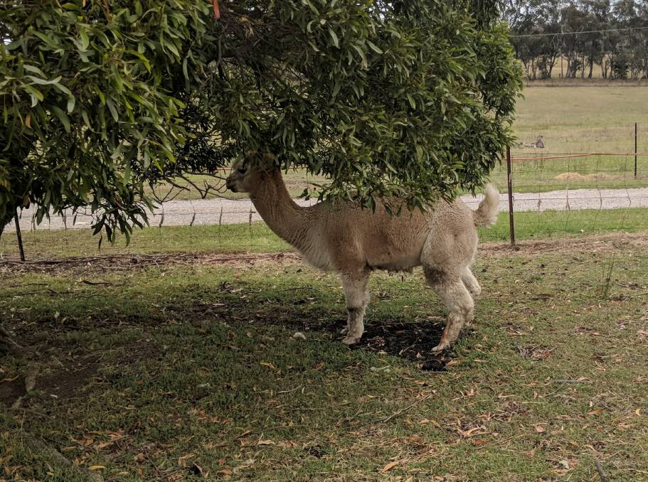 RECOVERING: Scotty the alpaca is currently undergoing vet treatment for injuries to his legs sustained in the dog attack. Picture: SUPPLIED. 