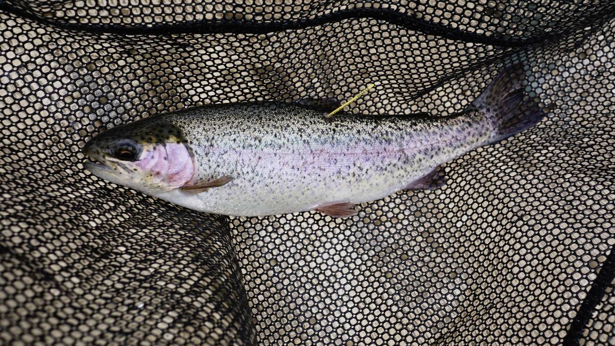 HERO: One of the 500 rainbow trout released. Anglers can help collect data on the trout by ringing the number on their tag and reporting the trout's size. 
