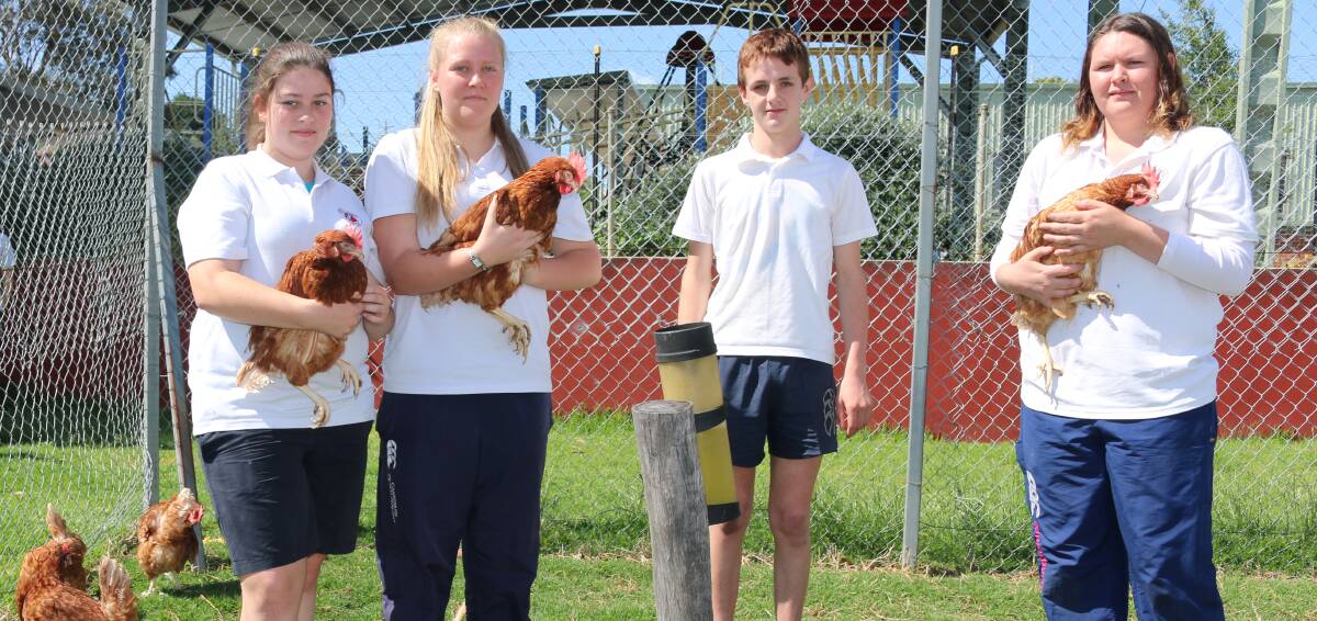 NEW FLOCK ON MONDAY MORNING: Rose Jones, Jasmin Hughes, Tyron McCann and Kristy May welcome their new birds after the saddening loss of their old ones.