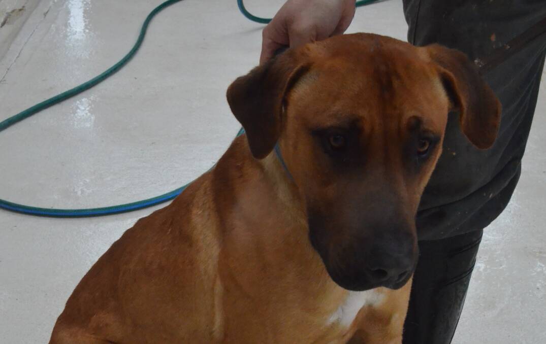 LOOKING FOR A HOME: Two-year-old Ridgeback cross "Red".