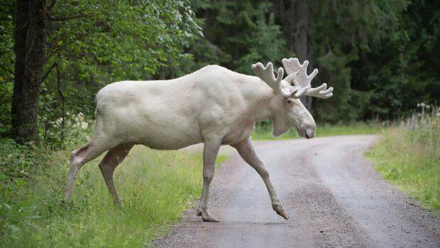 A rare white moose is spotted in Gunnarskog, Varmland province, Sweden.  Photo: AP

