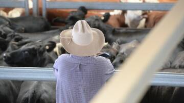 Better lines of Gloucester Angus sold firm on Thursday. File photo.