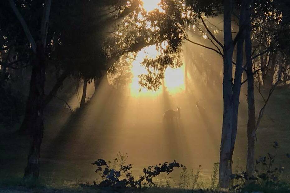 Today's Saint photo is a beautiful shot of a Wallerawang sunset peeking in on some kangaroos from Megan Maree via Facebook. To have your photo featured, submit it via our Facebook page.