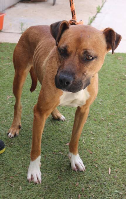 AMERICAN STAFFY CROSS: Around two-year-old female with nice manner who needs some loving.