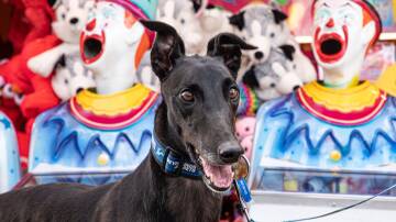 The Sydney Royal Easter Show begins on March 22 and once again the team from Greyhounds As Pets will be a highlight. Picture supplied