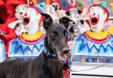 The Sydney Royal Easter Show begins on March 22 and once again the team from Greyhounds As Pets will be a highlight. Picture supplied