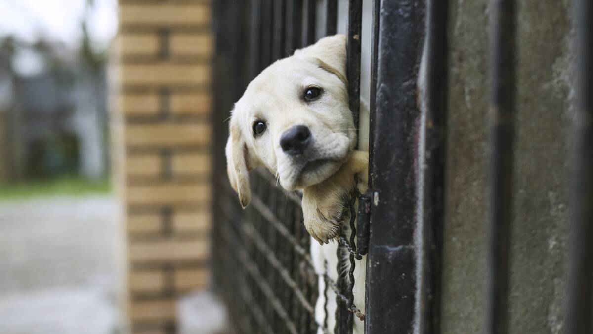 COMMITMENT: While it may be tempting to rescue all the pets at an animal shelter, pet ownership is a serious and lifelong commitment for you and your furry friend.