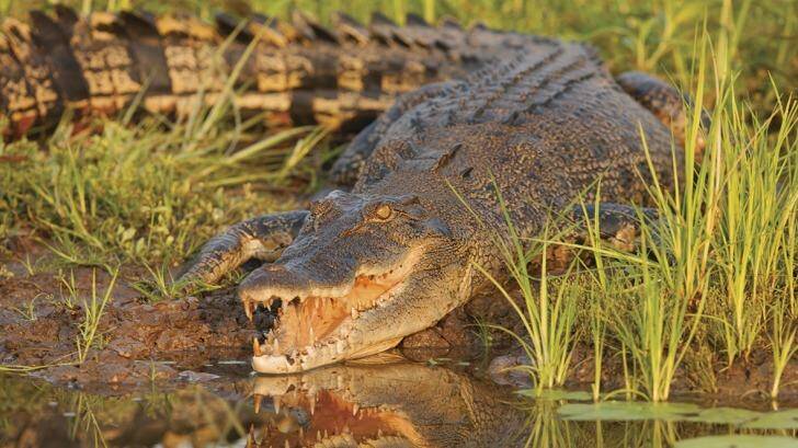 Kakadu National Park is home to many saltwater crocodiles.