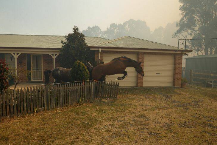 Richmond Vale bushfire. Pic shows horses belonging to Lorraine Moss breaking through a fence after a helicopter landed in the paddock nearby on her Richmond Vale Road property. Picture: Max Mason-Hubers MMH