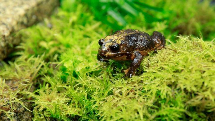 Here she is: the first female Baw Baw frog found in the wild. Photo: Zoos Victoria