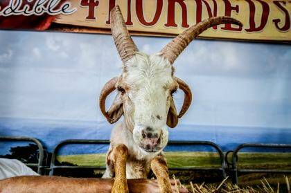 The African 4-Horned sheep on show at the Royal Sydney Easter Show. Photo: Brendan Esposito
