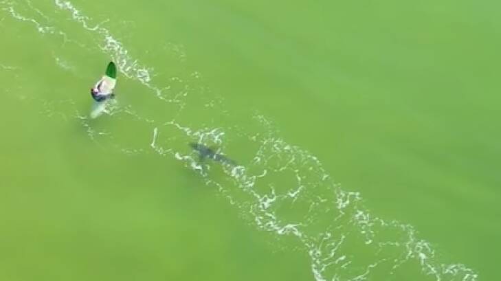 Drone footage captures a great white shark stalking unsuspecting surfers  Photo: NSW Department of Primary Industry