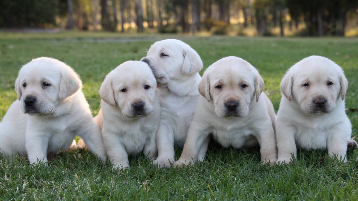 PUPPIES: Homes are needed for 30 Guide Dog puppies in the Lower Blue Mountains region. 