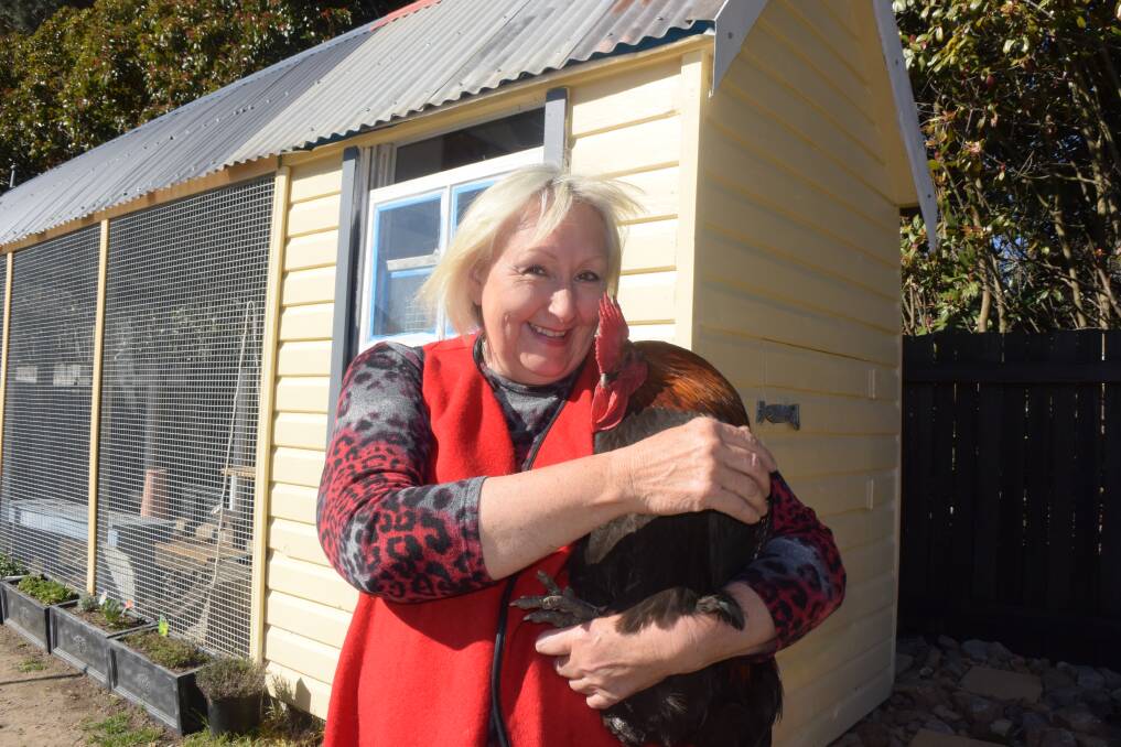 ORGANIC LIVING: Christina Lewis with her very friendly rooster and her new chook shed, with its own piece of local history.