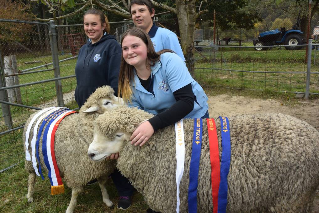 A WINNING MOB: Kasey Mill, Joshua Grant and Ursula Saunders with Shaggy, their prize ram and one of their ewes. Picture: KIRSTY HORTON. 