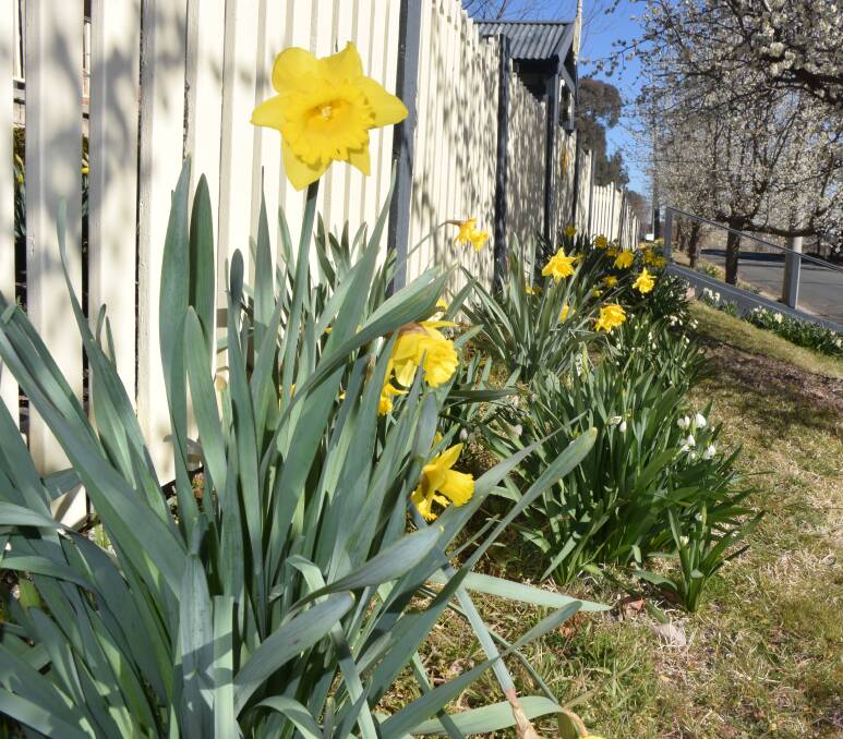Daffodils to draw crowds to Rydal