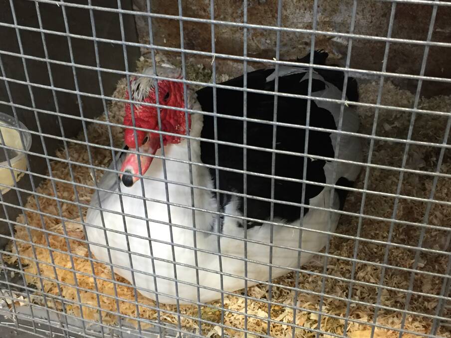 FEATHERED FRIENDS: Keep your eye out for the chooks at the showground on Sunday. Photo: From the Bathurst and District Poultry Show by NADINE MORTON 