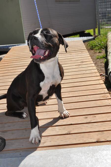 Happy go lucky this Staffie two-year-old is willing to please and would like a family to play with.