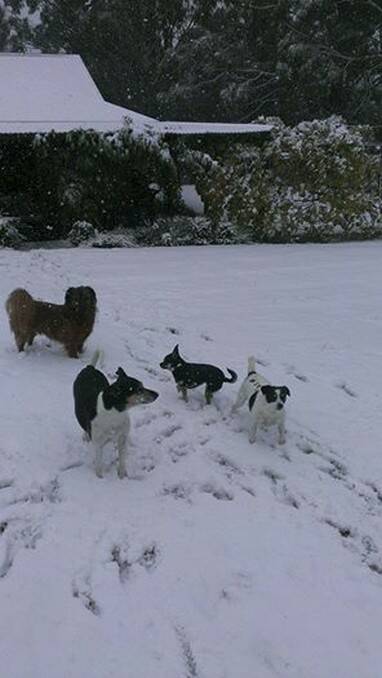 WINTER CAME EARLY: So, what’s all this mushy white stuff? A four dog morning in the early season snow at Yetholme on Saturday. (Readerpix) 	lm050614snow