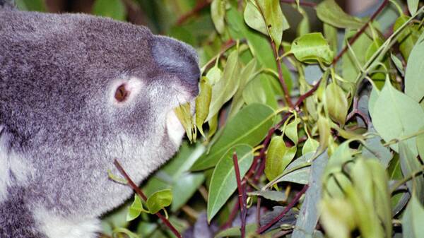 What's to become of our national face of Australia? Photo: Scott Hamson, Australian Koala Foundation