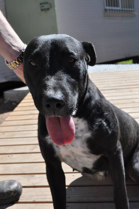This Staffy, kelpie cross can't wait to settle into a new home.