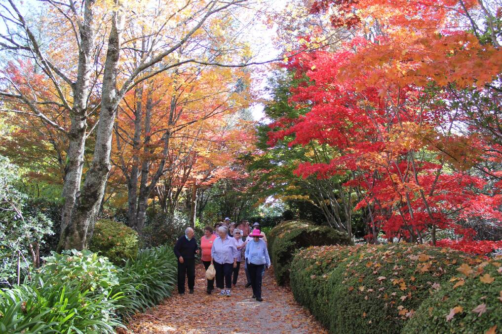 ON THE ROAD TO MT WILSON: The Lithgow Garden Club members take a walk through the Bebeah Garden at Mt Wilson.