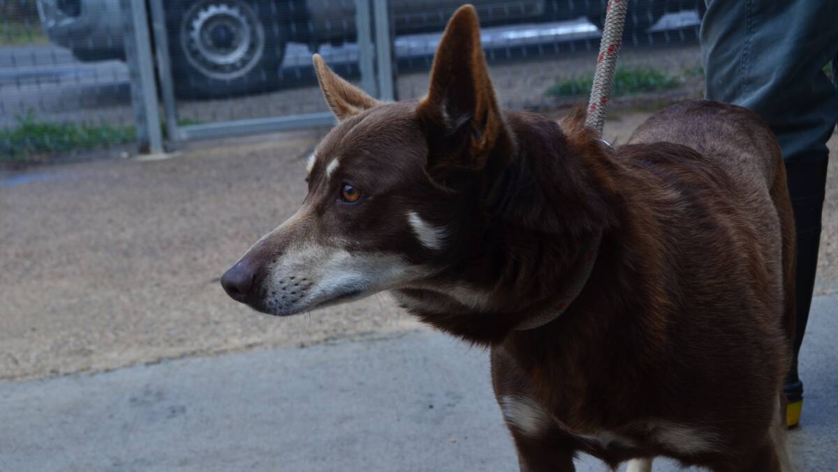 A red and tan kelpie also waiting for its owner at Lithgow Council Pound.