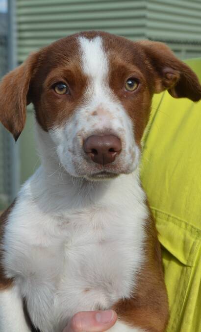 FLOPPY EARS: Our latest dog of the week. PHOTO: Jacob Gillard. lm080916dog