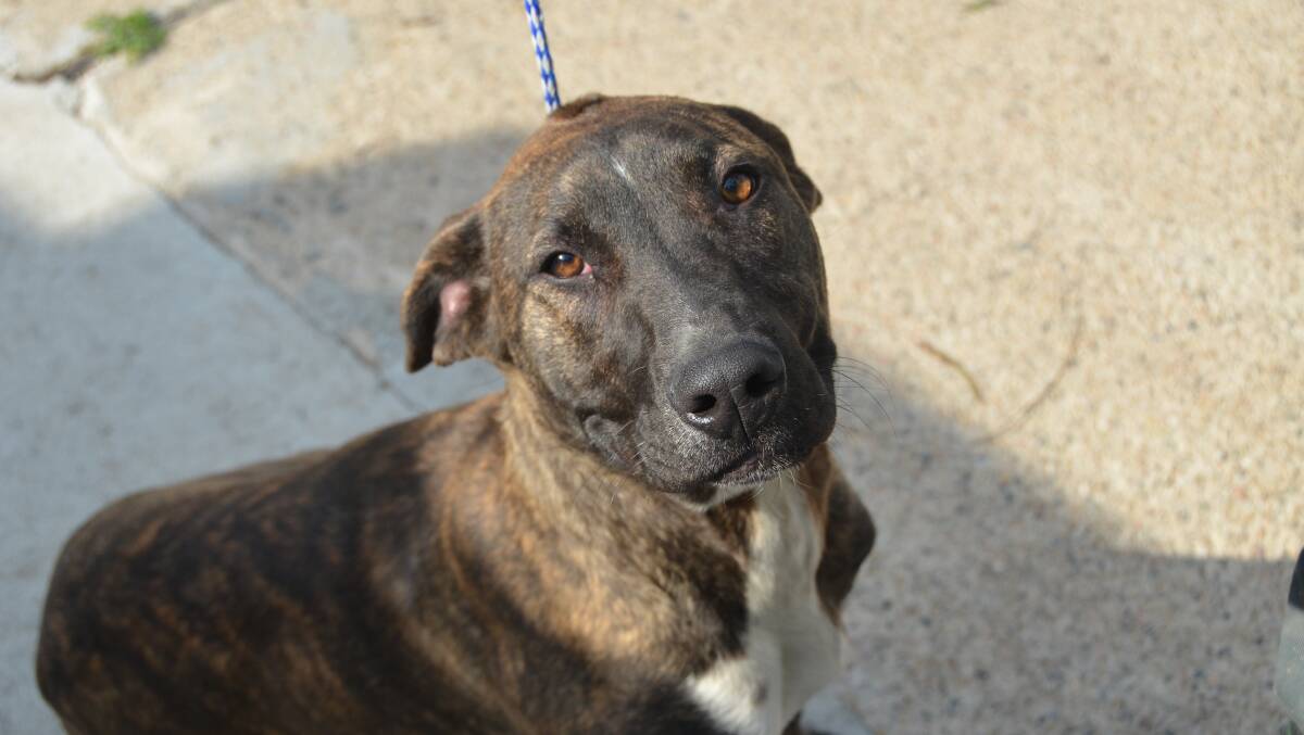 A female mastiff cross also currently waiting at the pound for a new family.