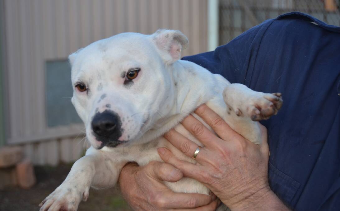 Our second dog of the week, also a female staffie. PHOTO: Jacob Gillard.
