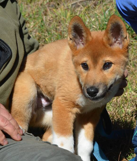 BRIGHT-EYED AND BUSHY-TAILED: Dusty the dingo is two years old and currently living at Secret Creek Wildlife Sanctuary. PHOTO: Jacob Gillard. lm081016dingo