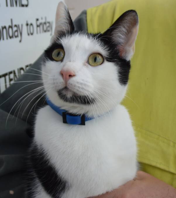 CUTE CAT: Our latest Dog of the Week is... not a dog! See our story below for further details on taking her home. PHOTO: JACOB GILLARD. lm101916cat