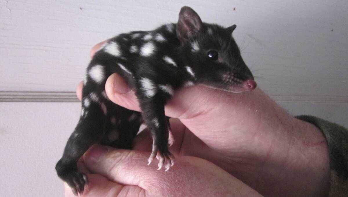 Breeding program: The eastern quoll, part of the breeding program at Lithgow’s Secret Creek Sanctuary. 	lm093013quoll