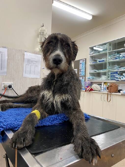 Bruce the wolfound came to the rescue during a trip to the Bega vets recently. Photo supplied