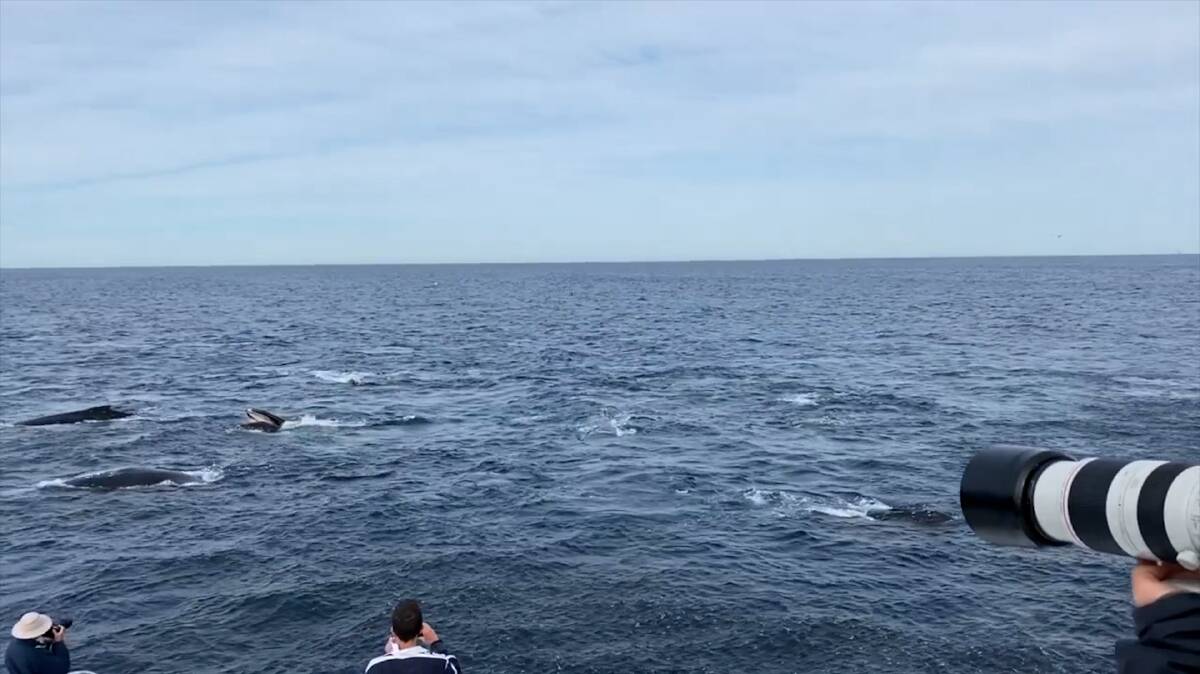 Sapphire Coastal Adventures owner Simon Miller said there was "a mass aggregation at least 100 whales" feeding on the bail ball last Thursday. Source: Sapphire Coastal Adventures