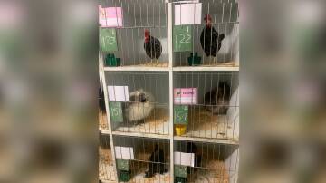 Entries for the recent Poultry show. Photo: Supplied