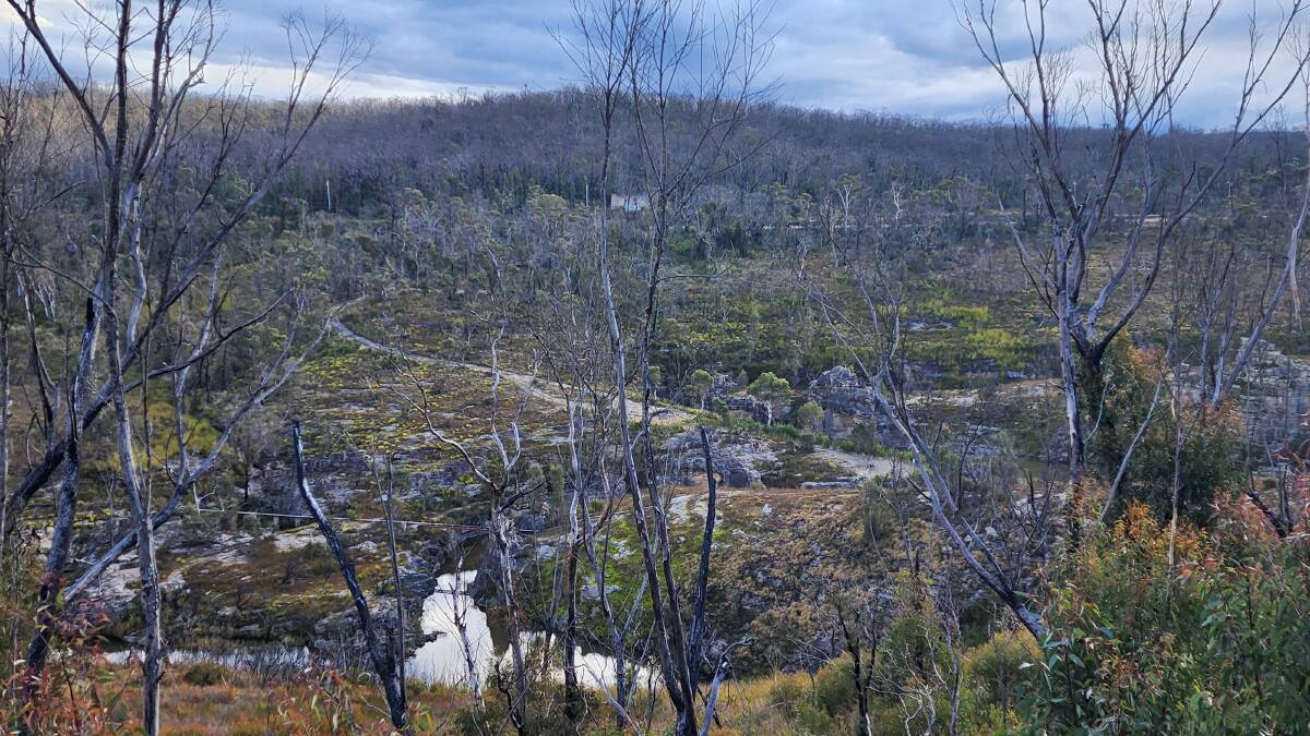 Regenerating bushland in between Clarence and Dargan. Image: Reidun Berntsen