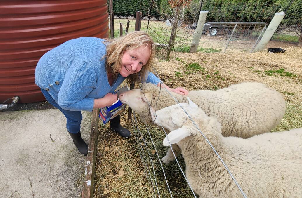 Debbie Cody with her beloved sheep Rocky (being fed) and Socks. Photo: Reidun Berntsen