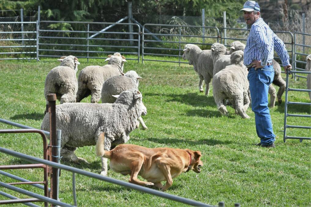 WORKING HARD: Paul Adams with Tom from Albion Park competing at the sheep dog trials on Monday. Photo: CHRIS SEABROOK 041822csheepdgs2b