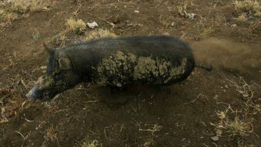 PLAN NEEDED: Feral pigs impact on 361 threatened species and ecological communities in Australia.