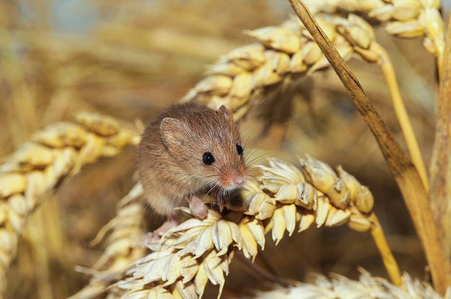 DIGGING IN: We can expect to see a larger-than-usual number of mice.