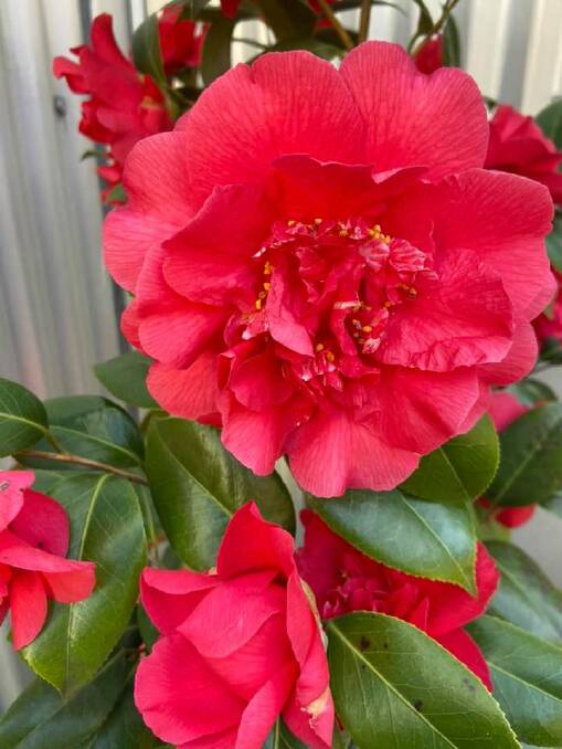 Look at these gorgeous camellias in the library pots. Photo: Sharon Lee Lewis