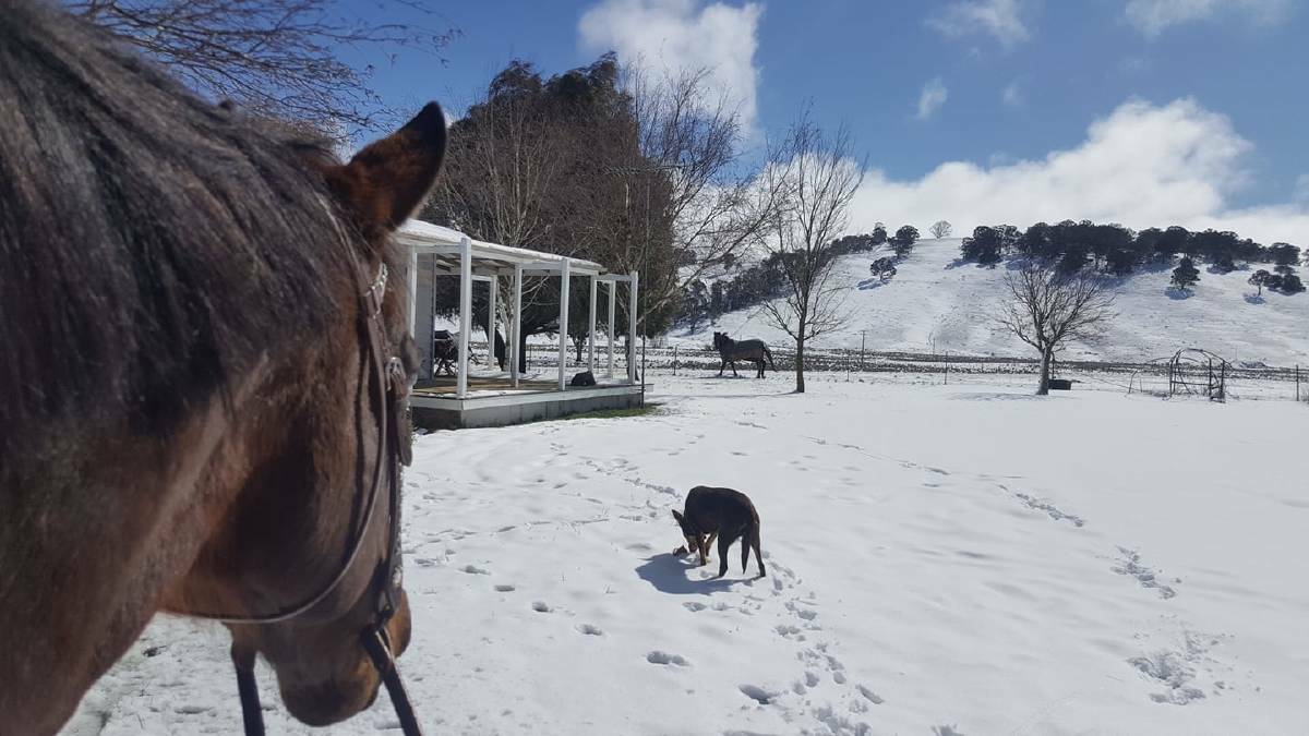 SNOW FUN: A ride in the snow was the perfect way to start the morning. Picture: Alison Eyles. 