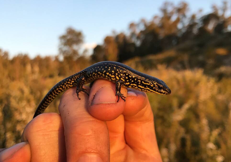 Blue Mountains water skink. Picture: T Forge DPIE