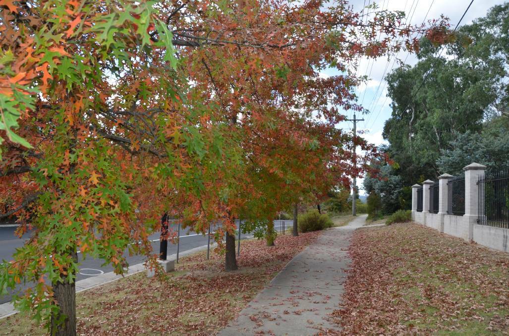 LEAVES FALLING: Lithgow during Autumn. Picture: LEN ASHWORTH